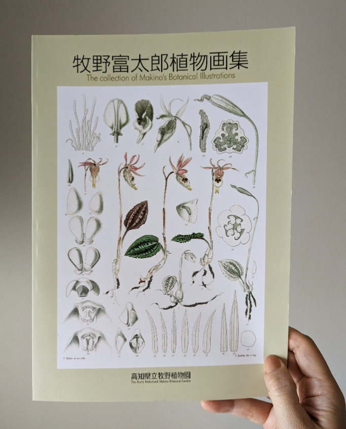牧野富太郎植物画集　表紙